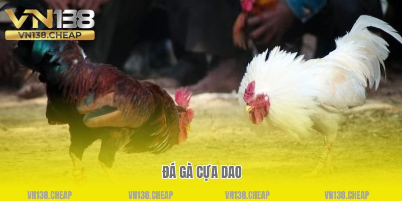 Đá gà cựa dao