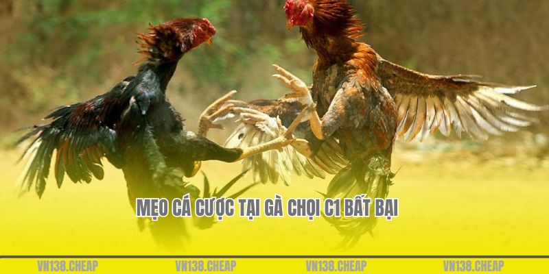 Mẹo cá cược tại gà chọi c1 bất bại