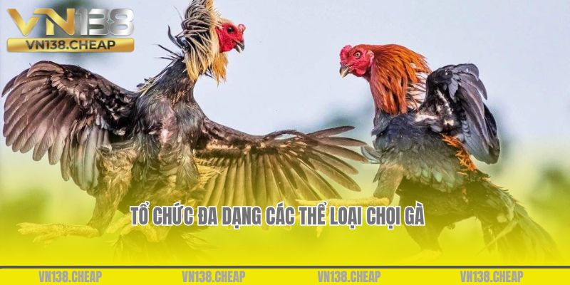 Tổ chức đa dạng các thể loại chọi gà