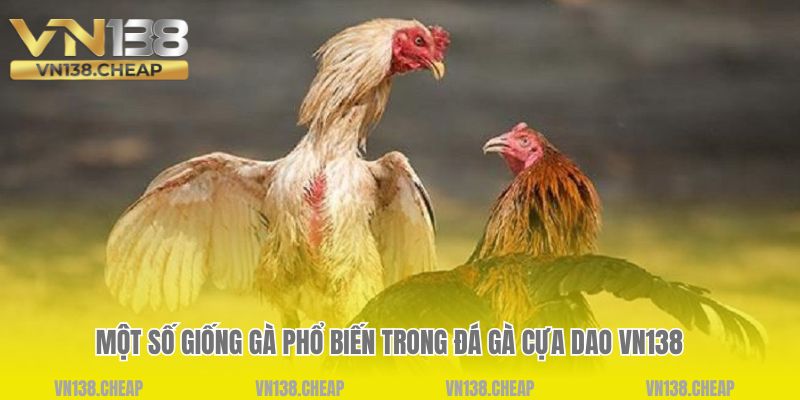 Một số giống gà phổ biến trong đá gà cựa dao VN138