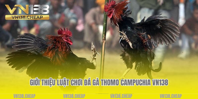 Giới thiệu luật chơi đá gà thomo Campuchia VN138