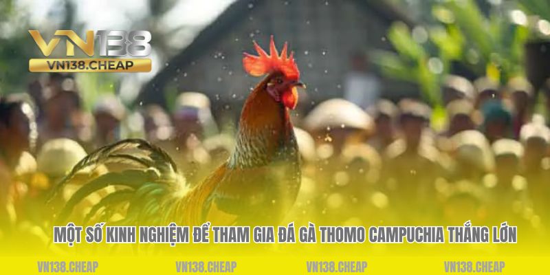 Một số kinh nghiệm để tham gia đá gà thomo Campuchia thắng lớn 