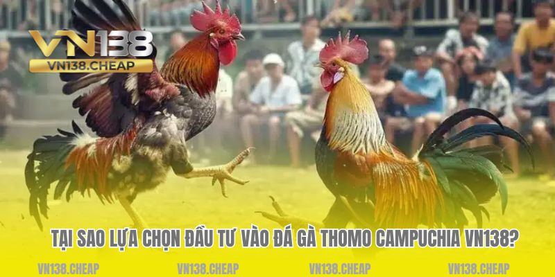 Tại sao lựa chọn đầu tư vào đá gà thomo Campuchia VN138?