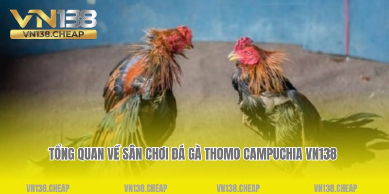 Tổng quan về sân chơi đá gà thomo Campuchia VN138 